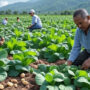 petani sedang beraktivitas di ladang pertanian wonosobo