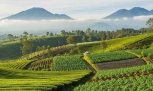 Pemandangan lahan pertanian dengan latar belakang gunung